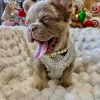 NewShadeIsabellaPink$3490, a female French Bulldog for sale in West Palm Beach, FL – Photo 1 of 8