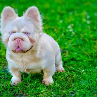 NewShadeIsabellaPink$3490, a female French Bulldog for sale in West Palm Beach, FL – Photo 5 of 8