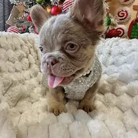 NewShadeIsabellaPink$3490, a female French Bulldog for sale in West Palm Beach, FL – Photo 4 of 8