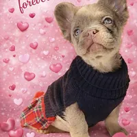 NewShadeIsabellaPink$3490, a female French Bulldog for sale in West Palm Beach, FL – Photo 3 of 8