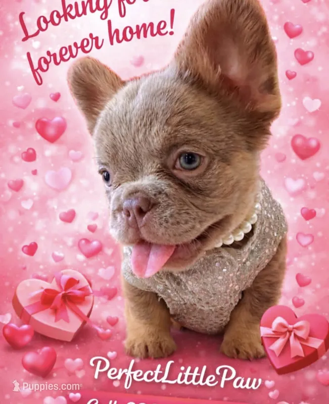 NewShadeIsabellaPink$REDUCED$!