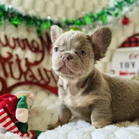 NewShadeIsabellaPink$3490, a female French Bulldog for sale in West Palm Beach, FL – Photo 7 of 8