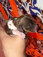 Dachshund longhairs, a female Miniature Dachshund for sale in Daytona Beach, FL – 6 of 10