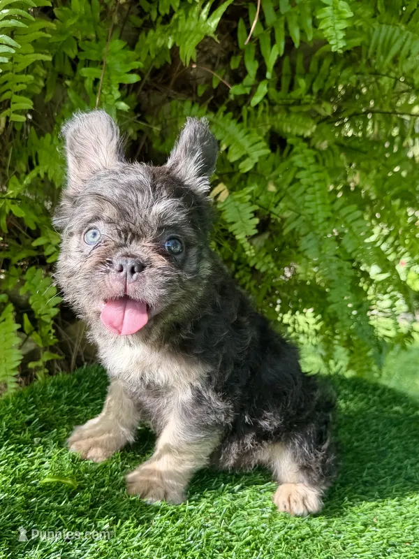FLOODLE FRENCHIE TEDDYFACE🧸‼️ – French Bulldog puppy for sale in Orlando, FL
