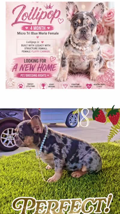 Lollipop $1595          MothersDay Special💐, a female French Bulldog for sale in Deltona, FL – 9 of 9