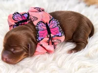 Girls 3, a female Miniature Dachshund for sale in Cocoa Beach, FL – 4 of 8