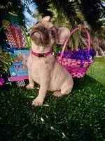 Rosey , a female French Bulldog for sale in Daytona Beach, FL – Photo 1 of 10