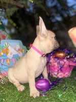 Rosey , a female French Bulldog for sale in Daytona Beach, FL – Photo 10 of 10