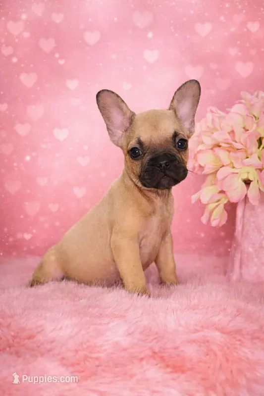Rosey  – French Bulldog puppy for sale in West Palm Beach, FL