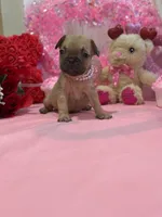 Rosey , a female French Bulldog for sale in West Palm Beach, FL – Photo 7 of 8