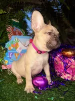Rosey , a female French Bulldog for sale in Daytona Beach, FL – Photo 3 of 10