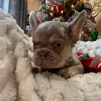 CHAPO REDUCED PRICE!!, a male French Bulldog for sale in West Palm Beach, FL – Photo 5 of 8