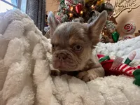CHAPO REDUCED PRICE!!, a male French Bulldog for sale in Saint Cloud, FL – Photo 5 of 8