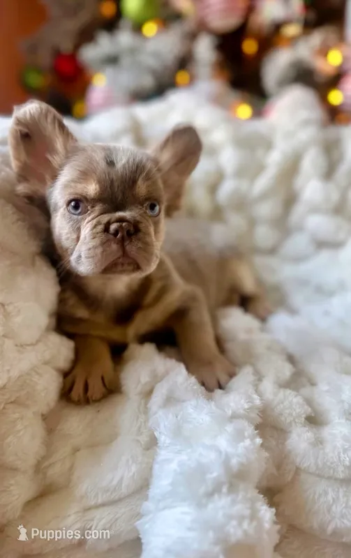 CHAPO REDUCED PRICE!!