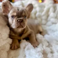 CHAPO REDUCED PRICE!!, a male French Bulldog for sale in West Palm Beach, FL – Photo 1 of 8