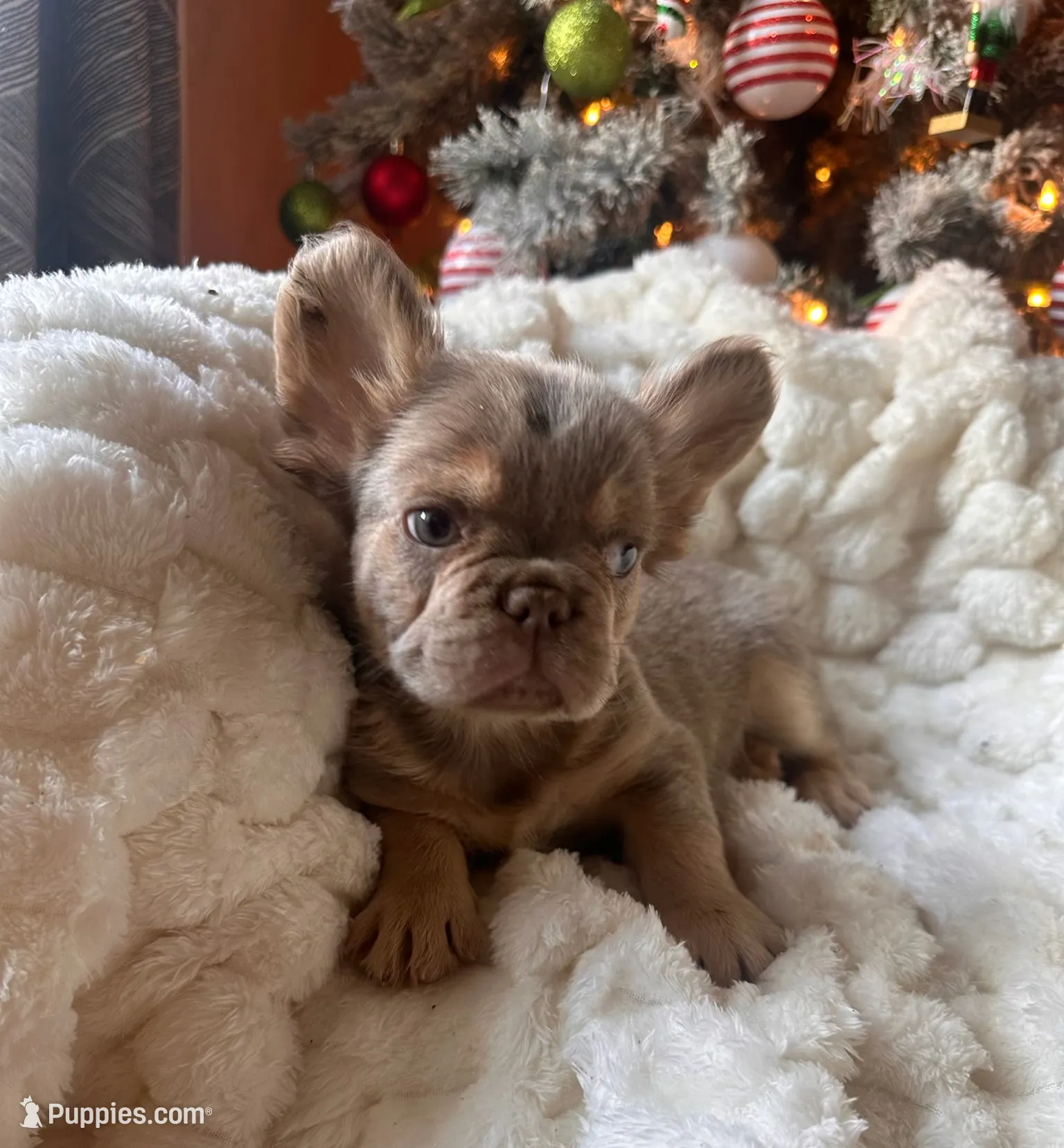 CHAPO REDUCED PRICE!!, a male French Bulldog for sale in Saint Cloud, FL – Photo 4 of 8