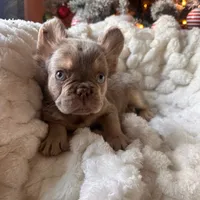 CHAPO REDUCED PRICE!!, a male French Bulldog for sale in West Palm Beach, FL – Photo 2 of 8
