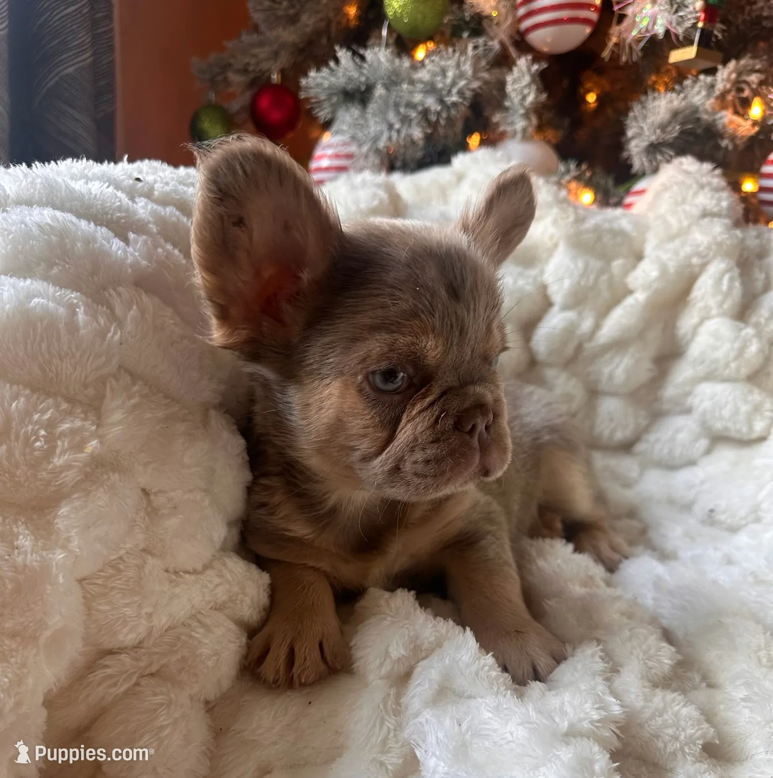 CHAPO REDUCED PRICE!!, a male French Bulldog for sale in Saint Cloud, FL – Photo 6 of 8