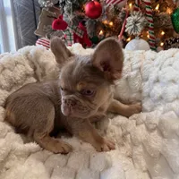 CHAPO REDUCED PRICE!!, a male French Bulldog for sale in West Palm Beach, FL – Photo 3 of 8