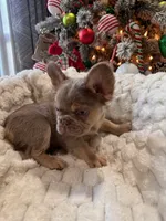 CHAPO REDUCED PRICE!!, a male French Bulldog for sale in Saint Cloud, FL – Photo 3 of 8