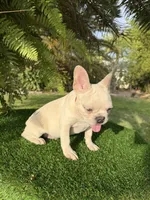 King $1295 🩵BlueEyes🩵MorhersDay Special!, a male French Bulldog for sale in Deltona, FL – 10 of 10