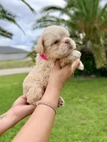Floodle , a female French Bulldog for sale in Sanford, FL – 4 of 10