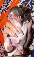 Dachshund longhairs, a female Miniature Dachshund for sale in Daytona Beach, FL – 5 of 10