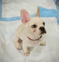 🇺🇸💙BlueEyes boy🇺🇸❤️-500off, a male French Bulldog for sale in Orlando, FL – 5 of 8