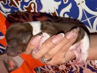 Dachshund longhairs, a female Miniature Dachshund for sale in Daytona Beach, FL – 7 of 10