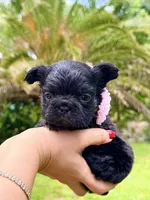 Joy, a female French Bulldog for sale in Sanford, FL – 1 of 9