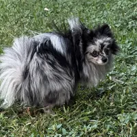 Coco, a female Pomeranian for sale in West Palm Beach, FL – Photo 6 of 8