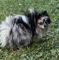 Coco, a female Pomeranian for sale in Saint Cloud, FL – Photo 6 of 8