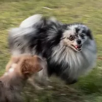 Coco, a female Pomeranian for sale in Saint Cloud, FL – Photo 4 of 8