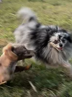 Coco, a female Pomeranian for sale in Saint Cloud, FL – Photo 2 of 8