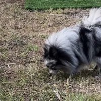 Coco, a female Pomeranian for sale in West Palm Beach, FL – Photo 5 of 8