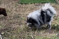 Coco, a female Pomeranian for sale in Saint Cloud, FL – Photo 5 of 8