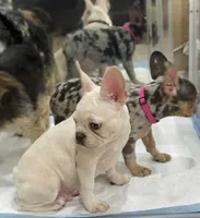 🇺🇸💙BlueEyes boy🇺🇸❤️-500off, a male French Bulldog for sale in Orlando, FL – 4 of 8