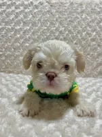 NEWSHADE FLOODLE ROJO🧸TEDDYFACE -500off🇺🇸, a female French Bulldog for sale in Sarasota, FL – 4 of 10