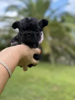 Joy, a female French Bulldog for sale in Sanford, FL – 8 of 9