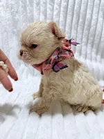 Floodle , a female French Bulldog for sale in Sanford, FL – 8 of 10