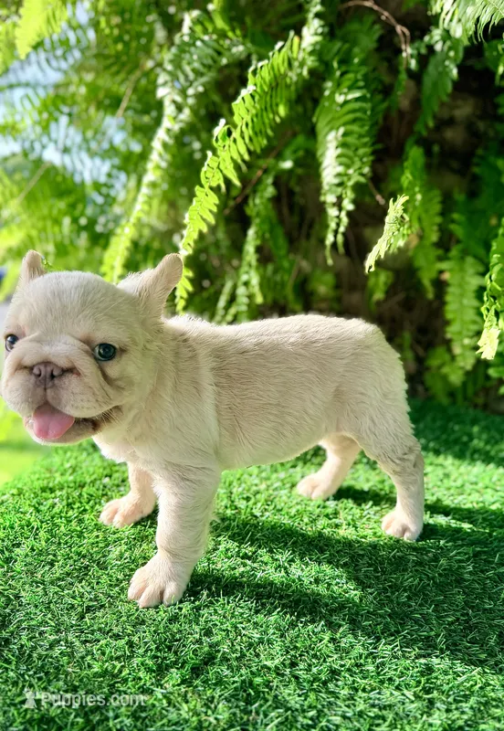 Grace xsmall  – French Bulldog puppy for sale in Orlando, FL