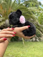 Joy, a female French Bulldog for sale in Sanford, FL – 3 of 9