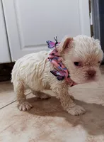 Floodle , a female French Bulldog for sale in Sanford, FL – 9 of 10