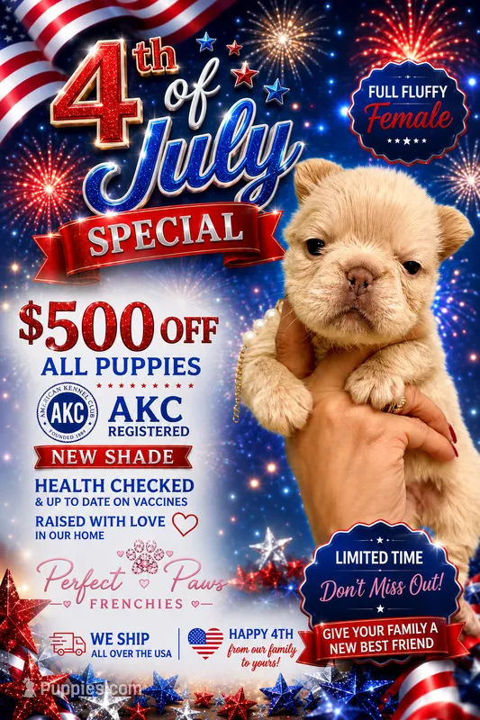 Grace❤️💙🤍-500$🇺🇸4th of July🇺🇸 – French Bulldog puppy for sale in Orlando, FL