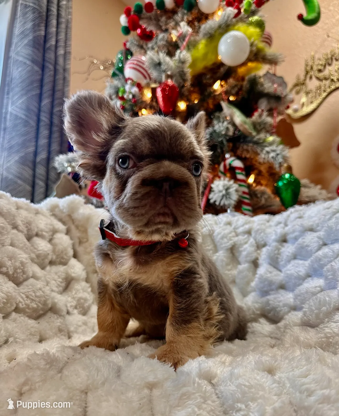 NewShadeIsabella PinkBoy, a male French Bulldog for sale in Saint Cloud, FL – Photo 2 of 10