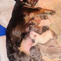 NewShadeIsabella PinkBoy, a male French Bulldog for sale in West Palm Beach, FL – Photo 10 of 10