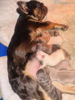 NewShadeIsabella PinkBoy, a male French Bulldog for sale in Saint Cloud, FL – Photo 10 of 10