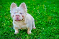 NewShadeIsabella PinkBoy, a male French Bulldog for sale in Saint Cloud, FL – Photo 4 of 10