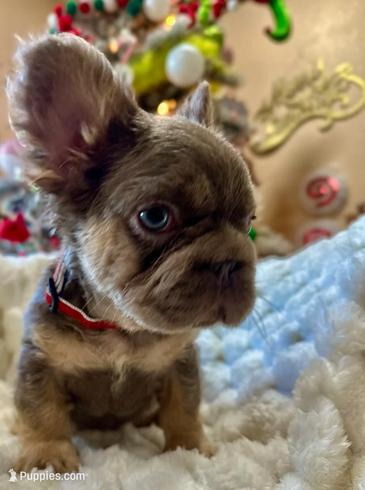 NewShadeIsabella PinkBoy, a male French Bulldog for sale in Saint Cloud, FL – Photo 8 of 10