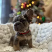 NewShadeIsabella PinkBoy, a male French Bulldog for sale in West Palm Beach, FL – Photo 6 of 10